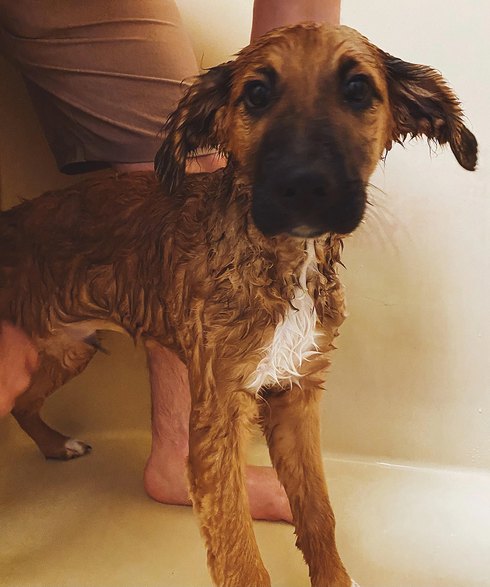 Cute-Dog-Bath-Pictures