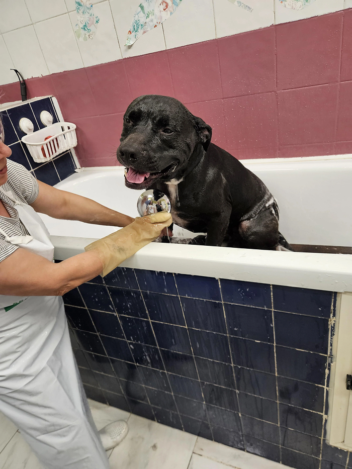 Cute-Dog-Bath-Pictures