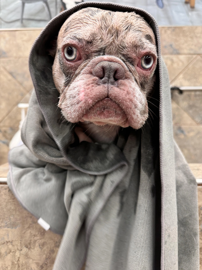 Cute-Dog-Bath-Pictures