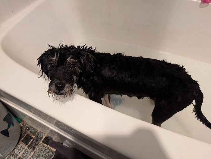 Cute-Dog-Bath-Pictures