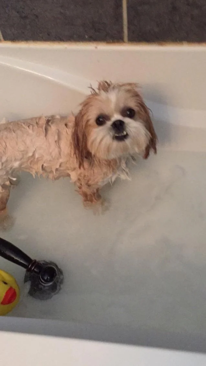 Cute-Dog-Bath-Pictures