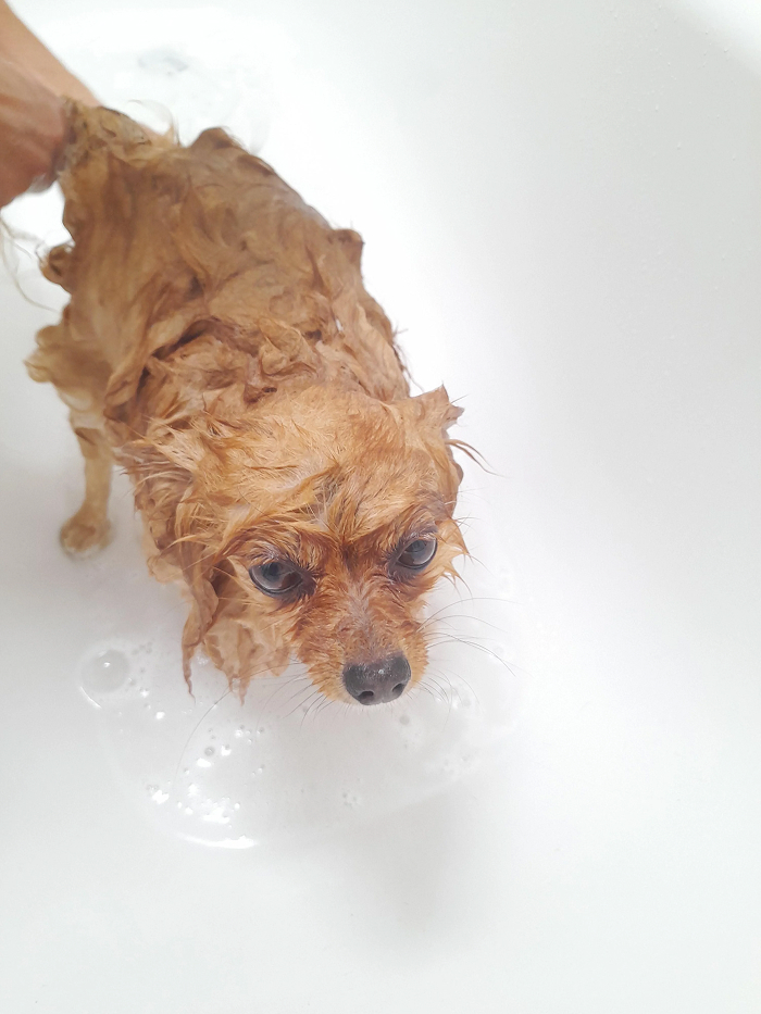 Cute-Dog-Bath-Pictures