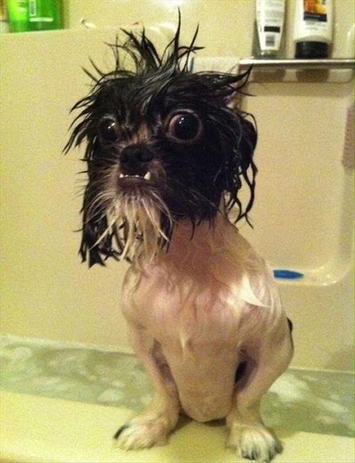 Cute-Dog-Bath-Pictures