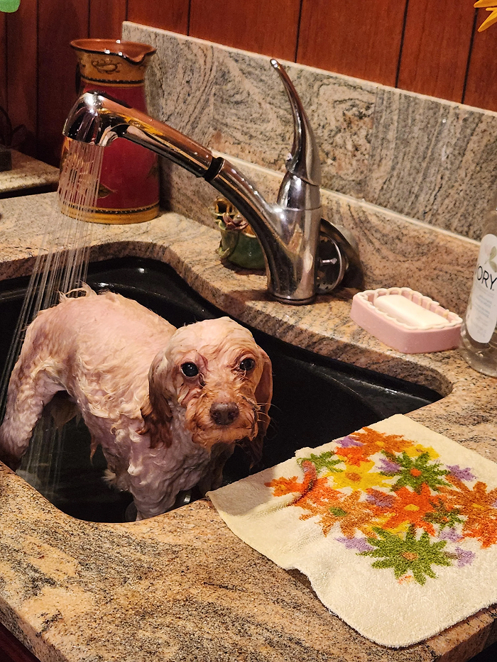 Cute-Dog-Bath-Pictures
