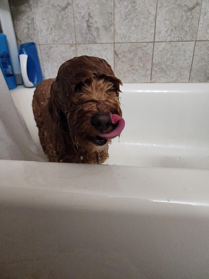 Cute-Dog-Bath-Pictures