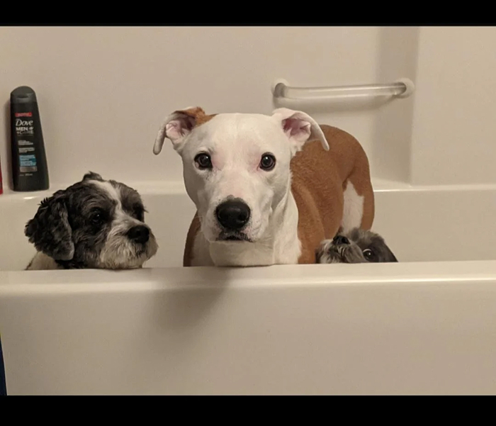 Cute-Dog-Bath-Pictures