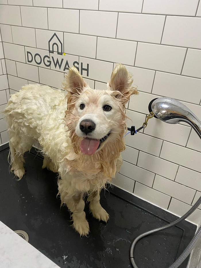 Cute-Dog-Bath-Pictures