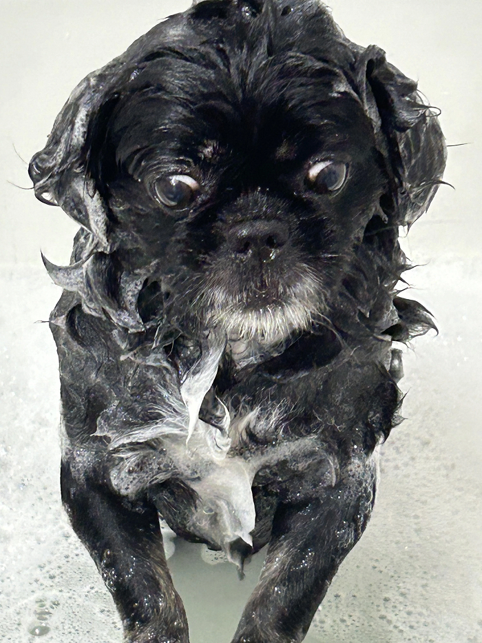 Cute-Dog-Bath-Pictures