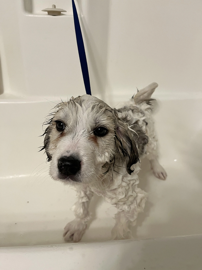 Cute-Dog-Bath-Pictures