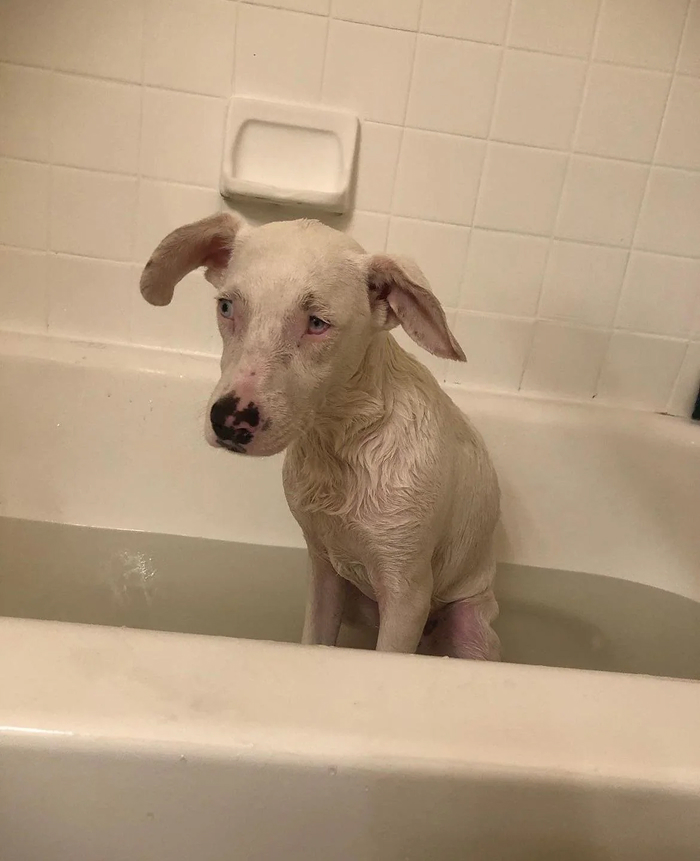 Cute-Dog-Bath-Pictures
