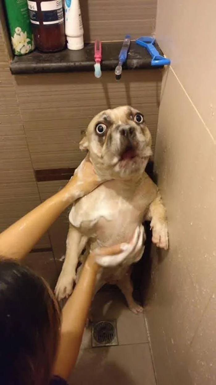 Cute-Dog-Bath-Pictures
