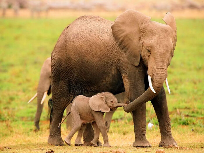 A baby elephant walking close to its mother, a tender moment among wholesome animal photos.