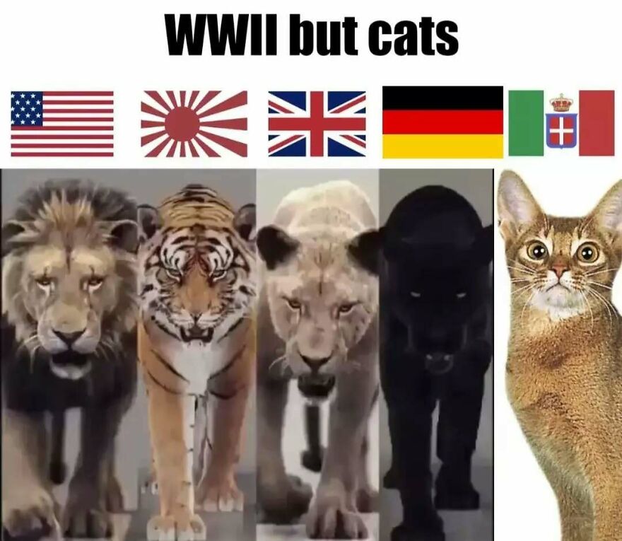 History memes comparing WWII countries to wild big cats and house cat