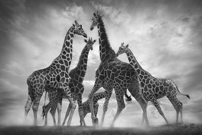 Stunning wildlife photos by Björn Persson featuring a group of giraffes standing together under a cloudy sky.