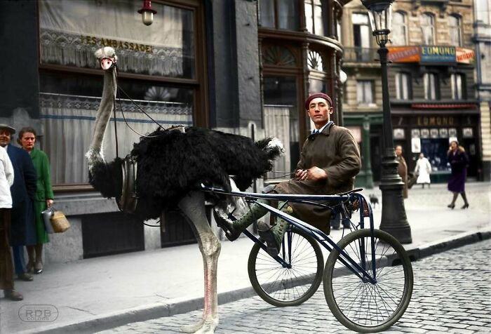 Historical colorized photo of a man riding a cart pulled by an ostrich on a city street.