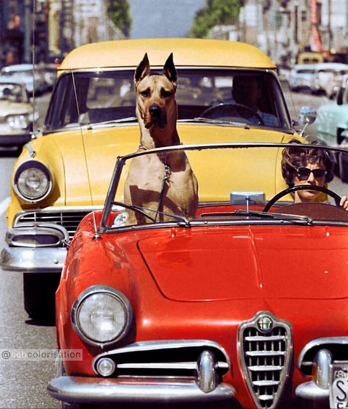 A Great Dane in a red convertible, with a person driving, and a yellow car behind. Stunning historical colorized photos.