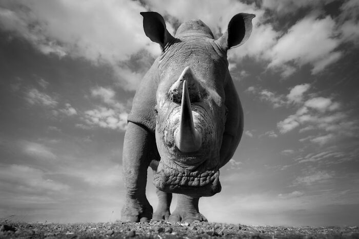 Striking monochrome wildlife photos of a rhinoceros looking directly at the camera, emphasizing its powerful presence under a cloudy sky.