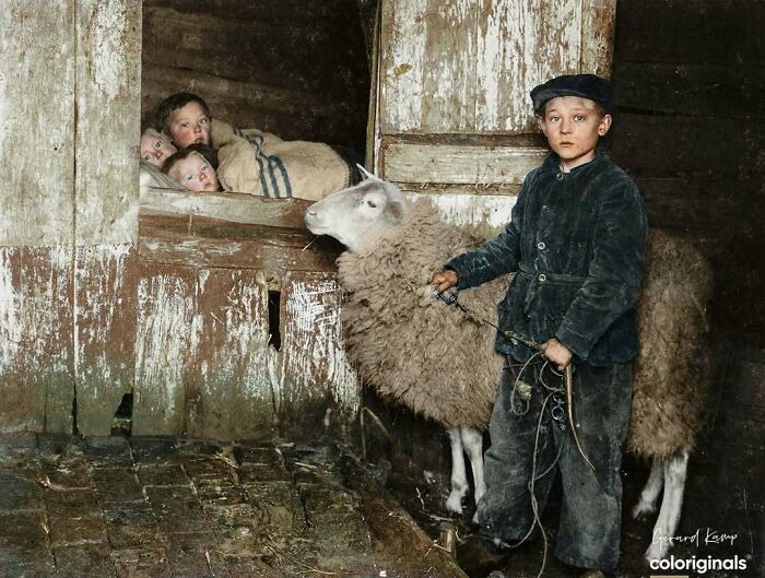 Historical colorized photos of a young boy leading a sheep, with children peeking from a window.