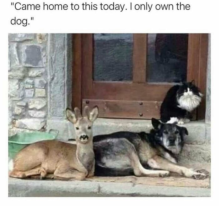 An adorable dog, a deer, and a fluffy cat sit calmly together outside a doorway, a hilariously unexpected trio.