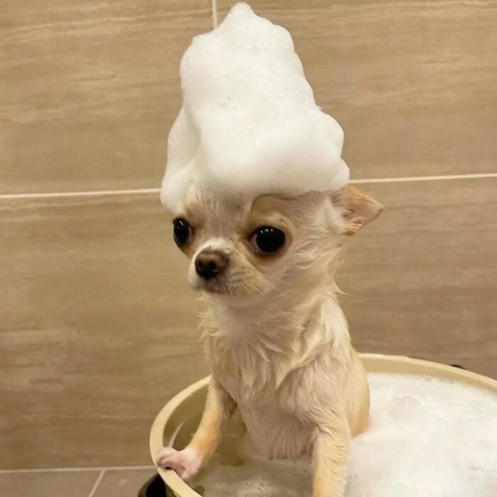 Cute-Dog-Bath-Pictures