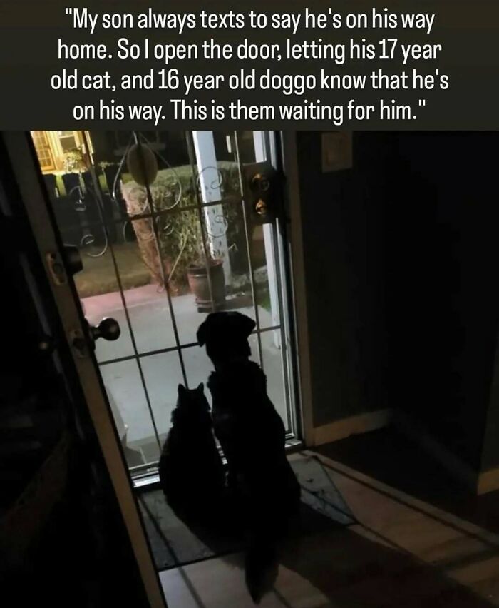 Hilariously adorable dog and cat waiting by the door at night, excited for their human to come home.