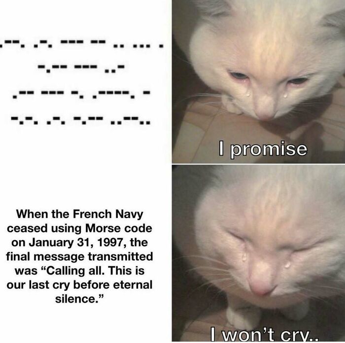 Sad cat meme about the French Navy's last Morse code message