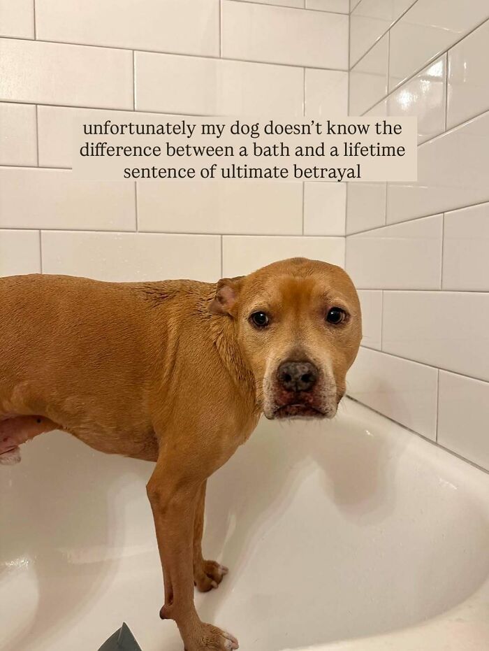 Cute-Dog-Bath-Pictures