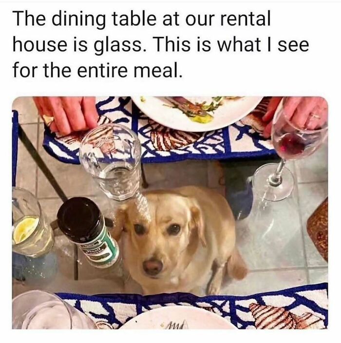 An adorable dog sitting under a glass dining table, looking up at its owner, a hilarious dog meme.