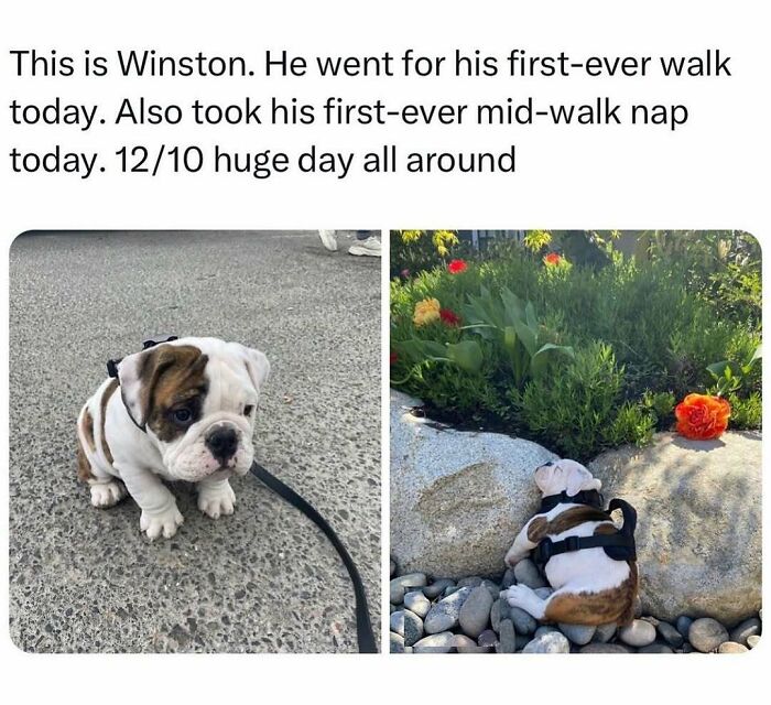 A split image of an adorable bulldog puppy on a walk, then napping in a garden, a funny dog meme.
