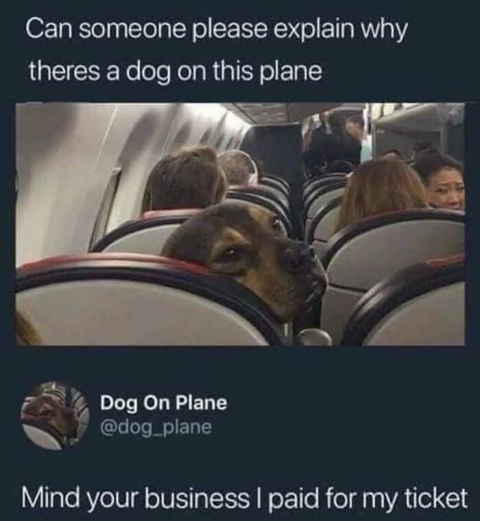 A hilariously adorable dog peeking over a seat on an airplane, looking curiously at other passengers.