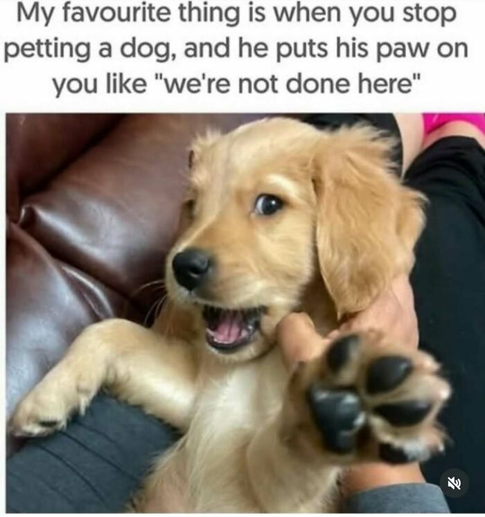 A hilariously adorable golden retriever puppy with big eyes, playfully putting its paw on a hand, wanting more pets.