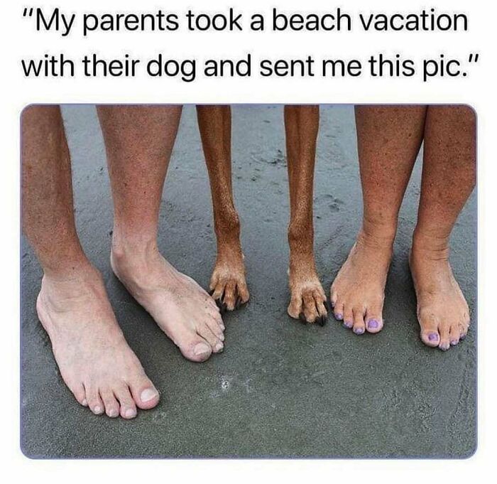 Hilariously adorable dogs: A funny image of a dog's paws standing between two pairs of human feet on a beach.