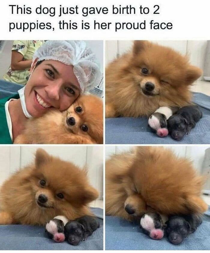Hilariously adorable dogs: A proud mother Pomeranian dog with her two newborn puppies.