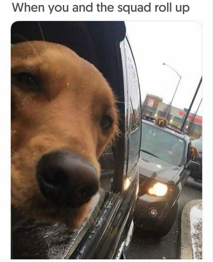 A funny dog meme of two adorable dogs in cars, one with its head out the window.