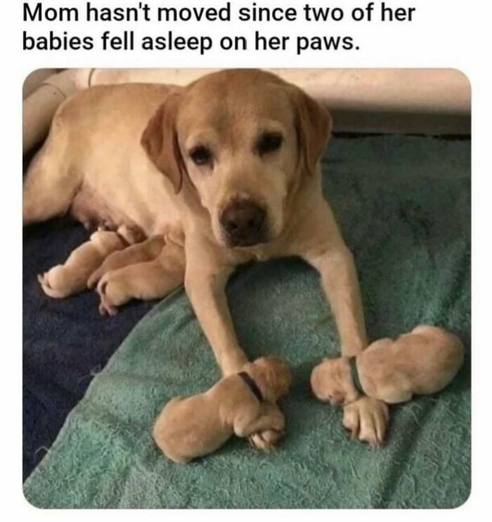 An adorable dog mom with two puppies sleeping on her paws, a hilarious dog meme.