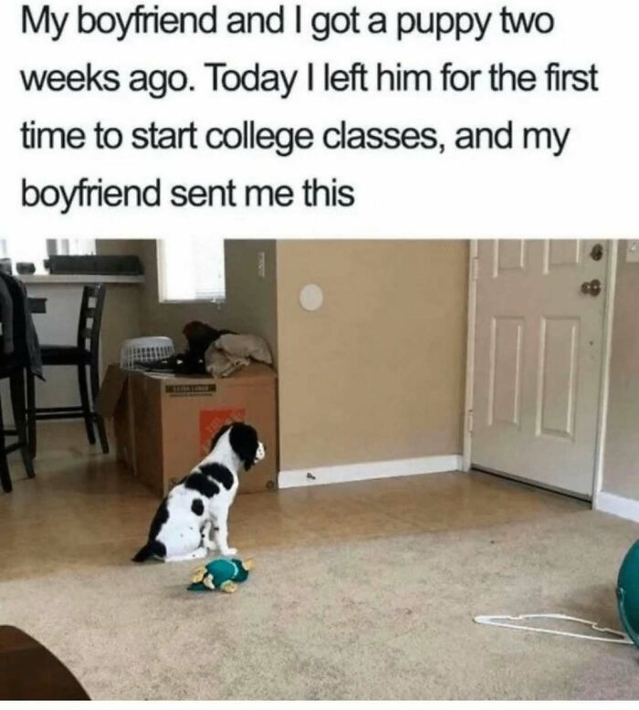 Hilariously adorable dogs: A small, sad-looking black and white puppy sitting alone in an empty room.