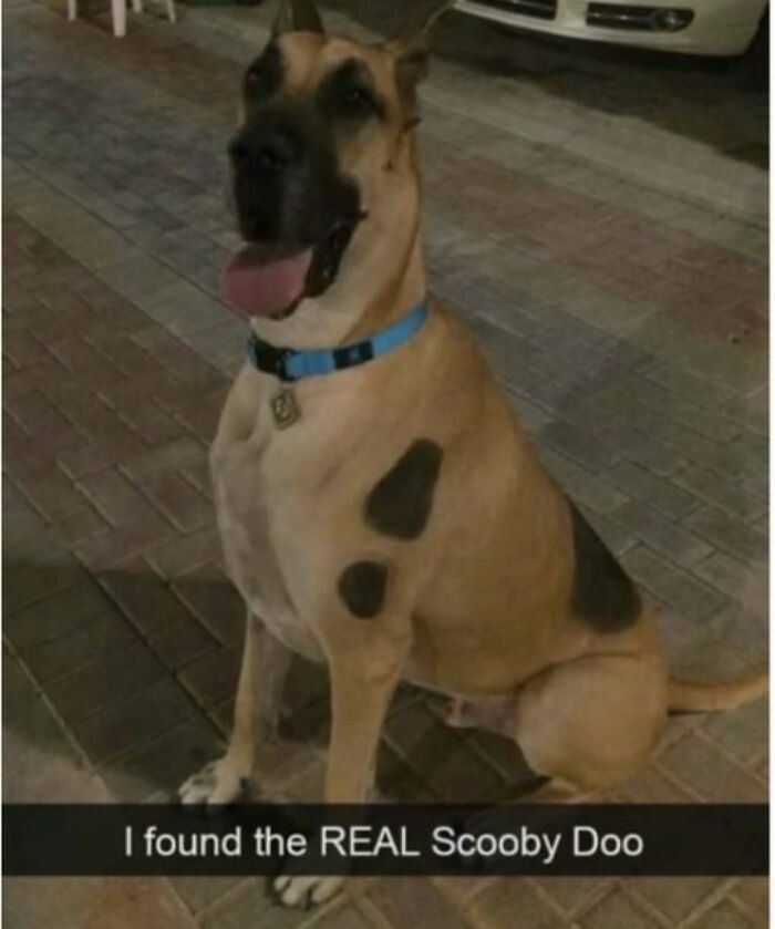 A Great Dane dog wearing a blue collar and black spots, resembling the Scooby Doo cartoon character. Hilariously adorable dogs.