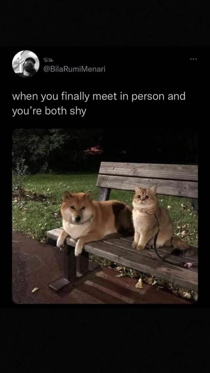 A shy Shiba Inu dog and a fluffy cat sitting on a park bench at night. Hilariously adorable dogs.