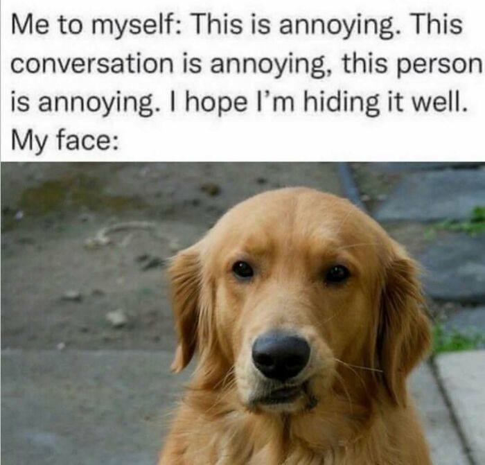 A golden retriever dog looking straight ahead with a slightly annoyed or confused expression, perfect for dogs turned into memes.