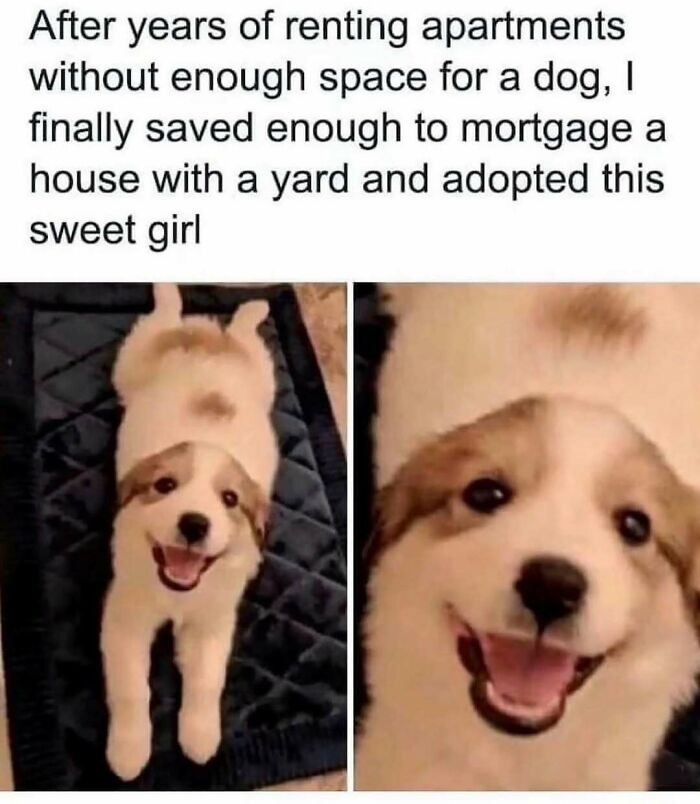 A happy, smiling dog lying on its back on a blue mat, captured in two frames, highlighting its adorable and meme-worthy expression.