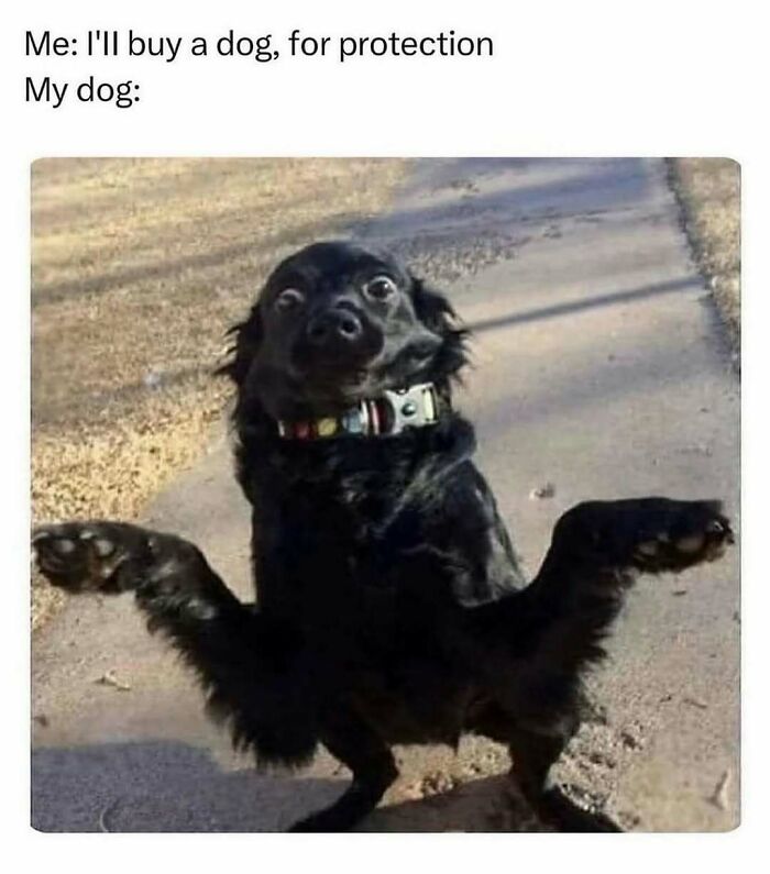 A black dog with wide, slightly bulging eyes and an unusual posture, creating a funny image for dogs turned into memes.