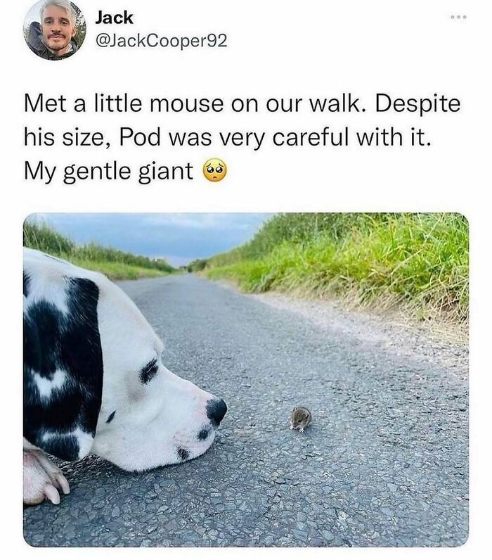 A gentle giant Dalmatian doggo carefully observing a tiny mouse on a path, an adorably funny moment turned into memes.