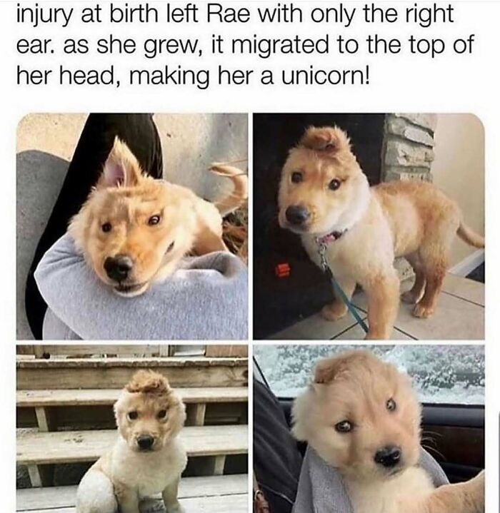 A collage of a golden retriever puppy named Rae, shown with a single ear on top of her head, making her a unicorn dog. Hilariously adorable dogs.