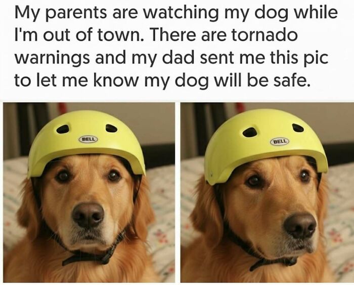 Hilariously adorable dog meme: A golden retriever wears a bright yellow bike helmet in two humorous close-up shots.