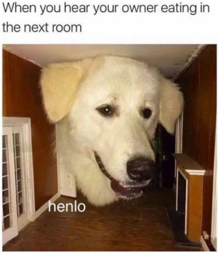 Hilariously adorable dog meme: A giant dog head with a huge smile peeks into a hallway, humorously asking 'henlo'.