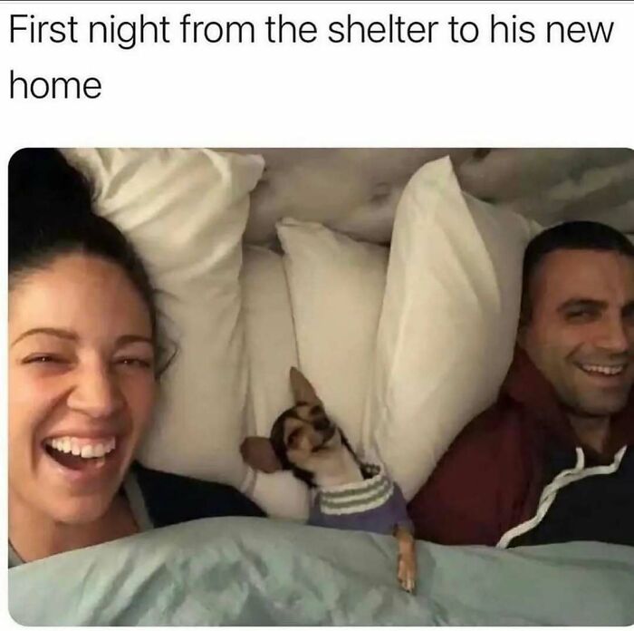 Hilariously adorable dog meme: A tiny chihuahua peeks from between two happy humans in bed, their first night home.