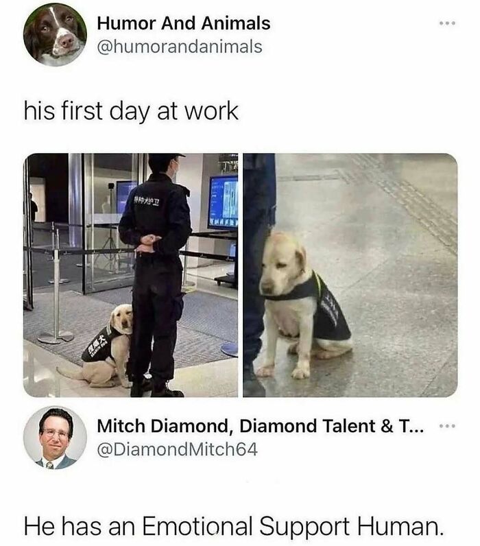 Hilariously adorable dog meme: A service dog rests its head on its handler's leg, then sits attentively, on its first day at work.
