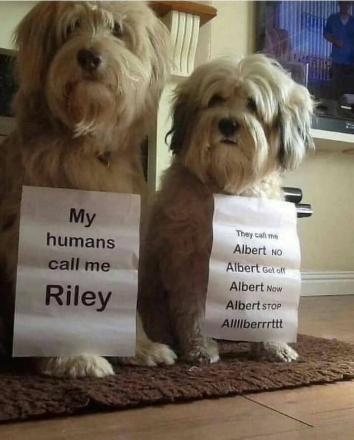 Hilariously adorable dog meme: Two fluffy dogs sit with funny notes. One says 'My humans call me Riley' and the other lists commands for 'Albert'.