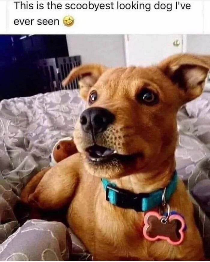 Hilariously adorable dog meme of a Scooby-Doo like dog wearing a collar with a bone tag.