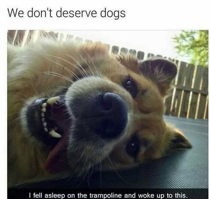 Hilariously adorable dog looking up with a big smile, making a funny dog meme.